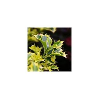 Ilex aqufolium 'Golden DJ'® – Magyal