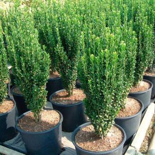 Ilex crenata 'Fastigiata' – Csipkéslevelű oszlopos magyal