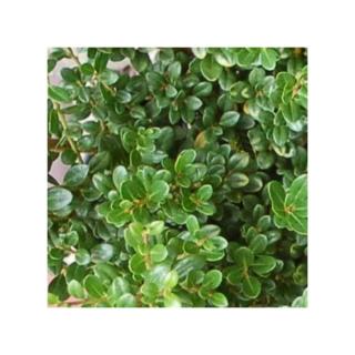 Ilex crenata 'Glory Gem' – Csipkéslevelű magyal