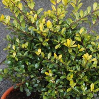 Ilex crenata 'Golden Gem' – Csipkéslevelű magyal