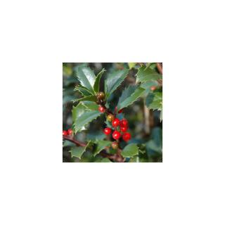 Ilex meserveae 'Heckenfee'® – Magyal (termős)