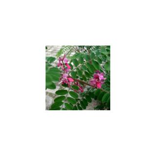 Indigofera heterantha 'Gerardiana' – Himalájai indigócserje