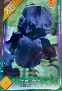 Iris germanica 'Black' – Nőszirom