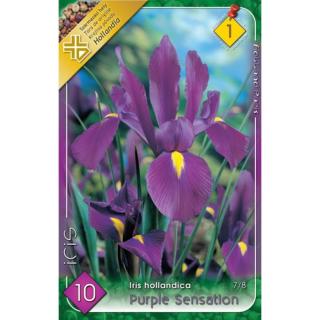 Iris hollandica 'Purple Sensation' - Holland írisz (lila)