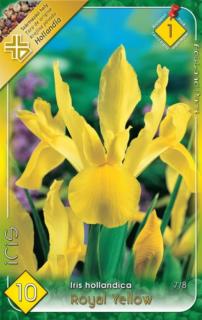 Iris hollandica 'Royal Yellow' - Holland írisz (sárga)