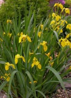 Iris pseudacorus - Mocsári nőszirom (sárga)