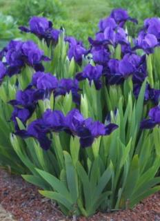 Iris pumila 'Atroviolacea' – Apró nőszirom