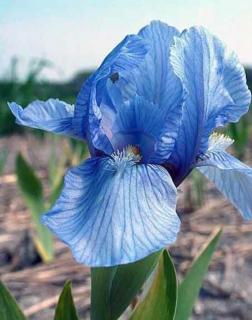 Iris pumila 'Blue Denim' – Apró nőszirom
