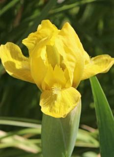 Iris pumila 'Path of Gold' – Apró nőszirom