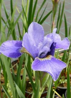 Iris sibirica 'Silver Edge' – Szibériai nőszirom