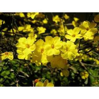 Jasminum nudiflorum - Téli jázmin