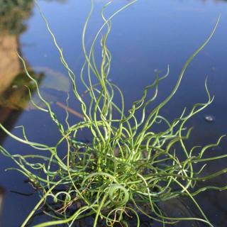 Juncus effusus 'Spiralis' – Dugóhúzó, csavart szittyó, Spirális békaszittyó