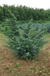 Juniperus chinensis 'Blue Alps' - Kínai boróka