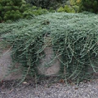 Juniperus horizontalis 'Glauca' - Kék henyeboróka