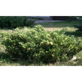 Juniperus sabina 'Variegata' - Tarka nehézszagú boróka