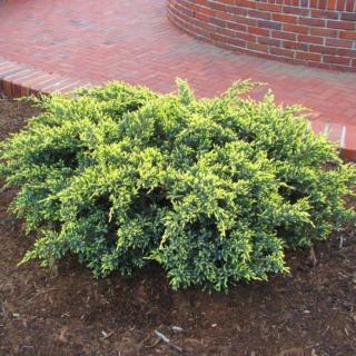 Juniperus squamata 'Dream Joy' – Boróka