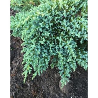 Juniperus squamata 'Little Joanna' – Terülő boróka