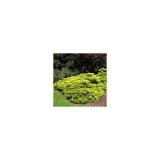 Juniperus x media (syn.: Juniperus x pfitzeriana) 'Gold Coast' – Arany, terülő boróka