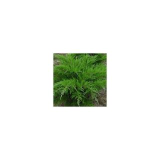 Juniperus x media (syn.: Juniperus x pfitzeriana) 'Mint Julep' - Zöld terülő boróka