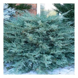 Juniperus x pfitzeriana 'Pfitzeriana Glauca' – Boróka