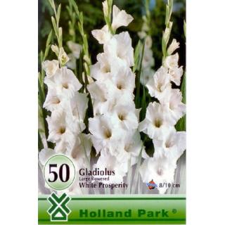 Kardvirág nagycsomag - Gladiolus Fehér