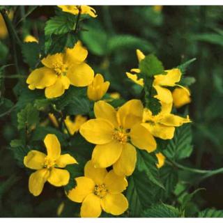 Kerria japonica 'Golden Guinea' - Szimpla virágú boglárkacserje
