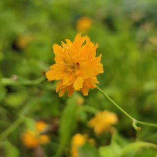Kerria japonica 'Pleniflora' - Teltvirágú boglárkacserje