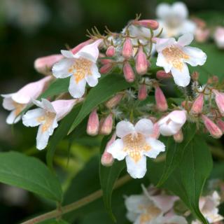 Kolkwitzia amabilis 'Pink Cloud' – Viráglonc