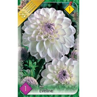 Labda dália 'Eveline' (fehér/halványlila)