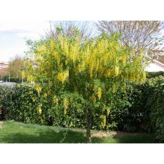 Laburnum watereri 'Vossii' - Hosszúfürtű aranyeső