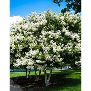 Lagerstroemia hybrida 'Acoma' - Kínai selyemmirtusz