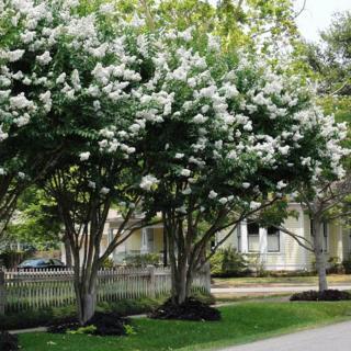 Lagerstroemia hybrida 'Natchez' - Kínai selyemmirtusz