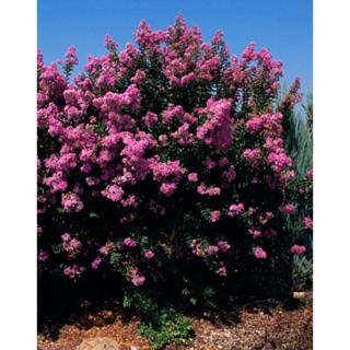 Lagerstroemia hybrida 'Powhatan' - Kínai selyemmirtusz