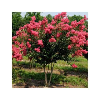 Lagerstroemia hybrida 'Tuskegee' - Kínai selyemmirtusz