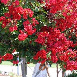 Lagerstroemia indica 'Dynamite' – Kínai selyemmirtusz (piros)