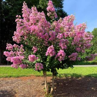 Lagerstroemia indica 'Hopi' – Kínai selyemmirtusz (fényes rózsaszín)