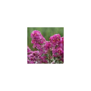 Lagerstroemia indica 'Indiya Charms Violet d'Ete ®' – Kínai selyemmirtusz