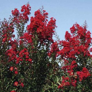 Lagerstroemia indica 'Red Rocket' – Kínai selyemmirtusz