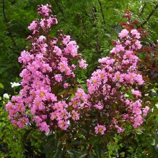 Lagerstroemia indica 'Rhapsody in Pink' - Kínai selyemmirtusz