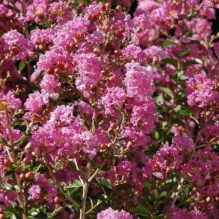 Lagerstroemia indica 'Rosea' – Kínai selyemmirtusz