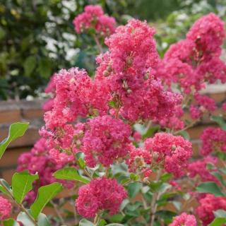 Lagerstroemia 'Tuscarora' – Kínai selyemmirtusz