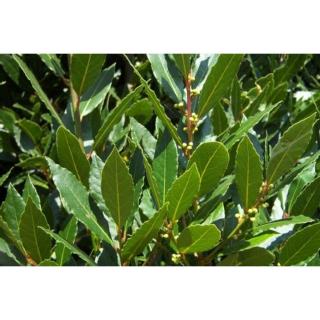 Laurus nobilis - Babér