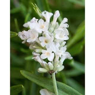 Lavandula angustifolia 'Arctic Snow' - Fehér közönséges levendula