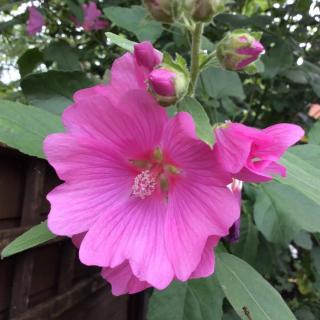 Lavatera x clementii 'Rosea' – Madármályva