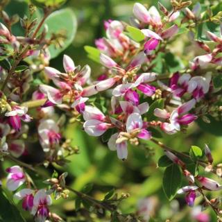 Lespedeza thunbergii 'Edo-shibori' – Kései bokorhere, bókoló bokorhere