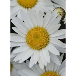 Leucanthemum x superbum 'Madonna' – Margaréta