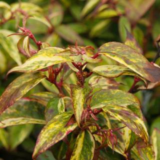 Leucothoe fontanesiana 'Makijaz®' - Fürtöshanga