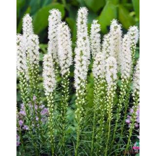 Liatris spicata 'Alba' – Füzéres díszcsorba