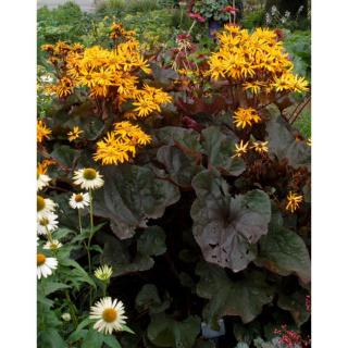 Ligularia dentata 'Britt-Marie Crawford' – Kínai hamuvirág