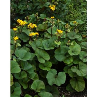 Ligularia dentata 'Desdemona' – Kínai hamuvirág